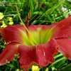 Thumbnail #5 of Hemerocallis  by turektaylor