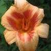 Thumbnail #2 of Hemerocallis  by Sherlock221