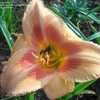 Thumbnail #3 of Hemerocallis  by pixie62560