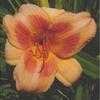 Thumbnail #4 of Hemerocallis  by carolann