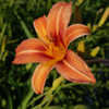 Thumbnail #5 of Hemerocallis  by growin