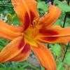 Thumbnail #4 of Hemerocallis  by 22cold