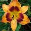 Thumbnail #4 of Hemerocallis  by TBGDN