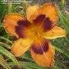 Thumbnail #5 of Hemerocallis  by DaylilySLP