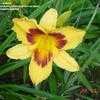 Thumbnail #3 of Hemerocallis  by carolann