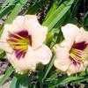 Thumbnail #3 of Hemerocallis  by el_seed