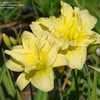 Thumbnail #2 of Hemerocallis  by Joy