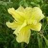 Thumbnail #4 of Hemerocallis  by 12344