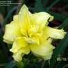 Thumbnail #5 of Hemerocallis  by jackieshar