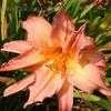 Thumbnail #3 of Hemerocallis  by melody