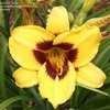 Thumbnail #5 of Hemerocallis  by FruitOfTheVine