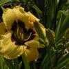 Thumbnail #2 of Hemerocallis  by Tree_Climber