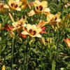 Thumbnail #3 of Hemerocallis  by Tree_Climber