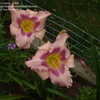 Thumbnail #3 of Hemerocallis  by 2zeus