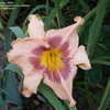 Thumbnail #4 of Hemerocallis  by Mainer