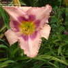 Thumbnail #2 of Hemerocallis  by 2zeus