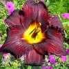 Thumbnail #1 of Hemerocallis  by MikenMyrtle