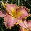 Thumbnail #3 of Hemerocallis  by DaylilySLP