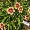 Thumbnail #3 of Hemerocallis  by Hemental