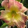 Thumbnail #5 of Hemerocallis  by turektaylor