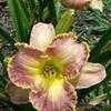 Thumbnail #4 of Hemerocallis  by carolann