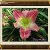 Thumbnail #4 of Hemerocallis  by linthicum