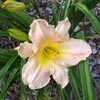 Thumbnail #2 of Hemerocallis  by Hemental