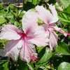 Thumbnail #2 of Hibiscus rosa-sinensis by jspillers