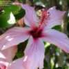 Thumbnail #4 of Hibiscus rosa-sinensis by RosinaBloom