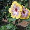 Thumbnail #3 of Hibiscus rosa-sinensis by mgarr