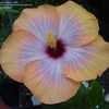 Thumbnail #4 of Hibiscus rosa-sinensis by mainys_flower