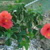 Thumbnail #4 of Hibiscus rosa-sinensis by StLgreenthumb