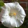 Thumbnail #3 of Hibiscus rosa-sinensis by munteus