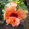 Thumbnail #2 of Hibiscus rosa-sinensis by RosinaBloom