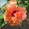 Thumbnail #3 of Hibiscus rosa-sinensis by RosinaBloom