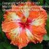 Thumbnail #1 of Hibiscus rosa-sinensis by MyM76