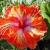 Thumbnail #4 of Hibiscus rosa-sinensis by RosinaBloom