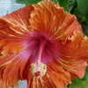 Thumbnail #3 of Hibiscus rosa-sinensis by ecrane3