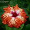 Thumbnail #5 of Hibiscus rosa-sinensis by munteus