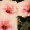 Thumbnail #2 of Hibiscus rosa-sinensis by munteus