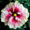 Thumbnail #1 of Hibiscus rosa-sinensis by Joan