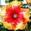 Thumbnail #2 of Hibiscus rosa-sinensis by Joan