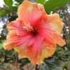 Thumbnail #4 of Hibiscus rosa-sinensis by palmbob