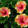 Thumbnail #3 of Hibiscus rosa-sinensis by Joan