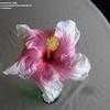 Thumbnail #2 of Hibiscus rosa-sinensis by Toxicodendron