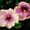 Thumbnail #2 of Hibiscus rosa-sinensis by Joan