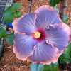 Thumbnail #4 of Hibiscus rosa-sinensis by amorecuore