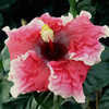 Thumbnail #2 of Hibiscus rosa-sinensis by Joan