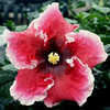 Thumbnail #1 of Hibiscus rosa-sinensis by Joan