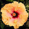 Thumbnail #1 of Hibiscus rosa-sinensis by Joan